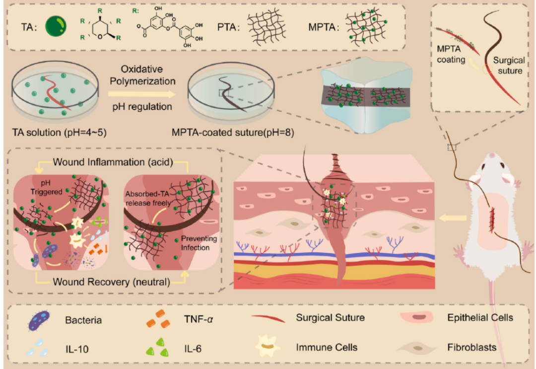 可根據傷口愈合階段控制抗菌性能(néng)的縫合線