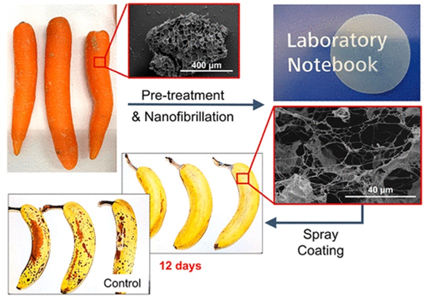 用胡蘿蔔做的纖維素納米纖維“保鮮噴霧”，無毒、無害、可降解，延長(cháng)香蕉保質期7天